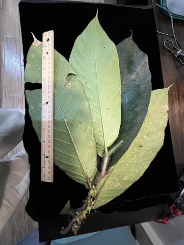 Gironniera celtidifolia — photo