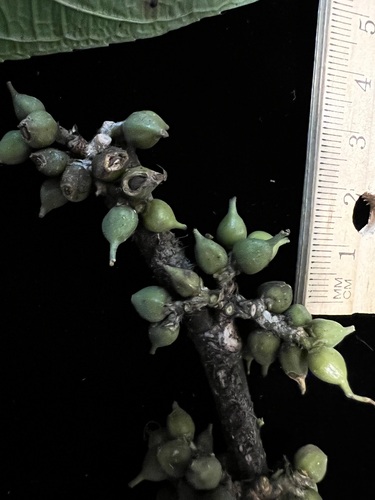 Gironniera celtidifolia — photo