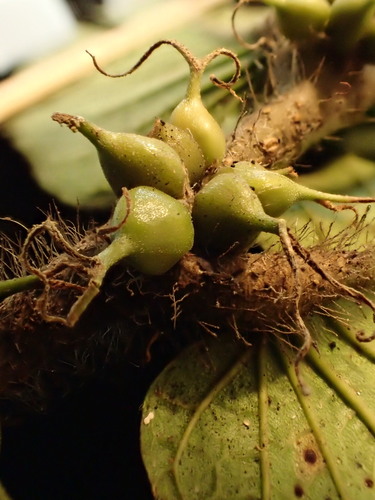 Gironniera celtidifolia
