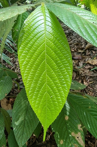 Gironniera nervosa — photo