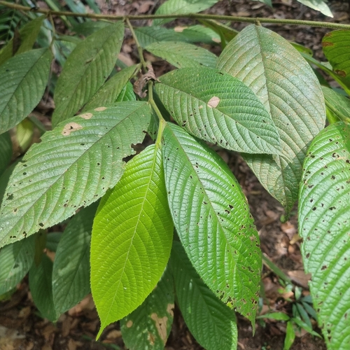 Gironniera nervosa — photo