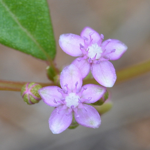 Gisekia africana — photo