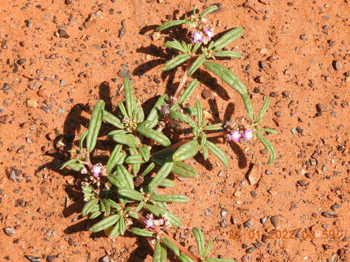 Gisekia africana — photo
