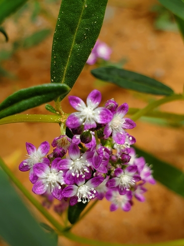 Gisekia africana