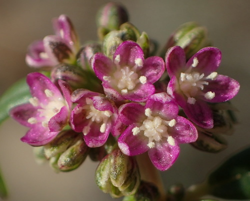 Gisekia pharnaceoides (Oldmaid) — photo