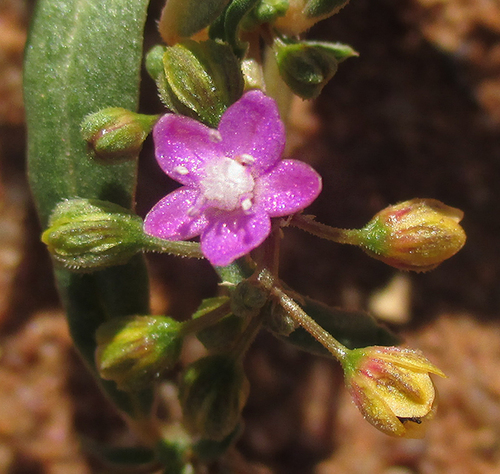 Gisekia pharnaceoides (Oldmaid) — photo