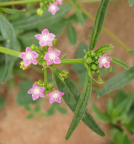 Gisekiaceae