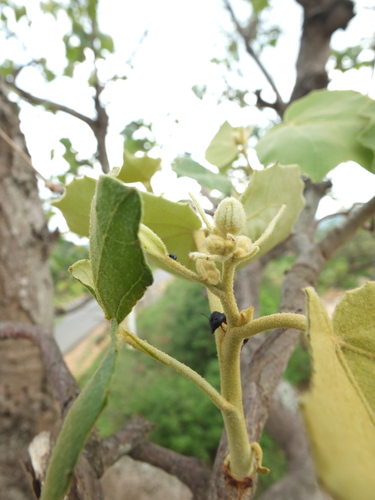 Givotia moluccana (White catamaran tree) — photo