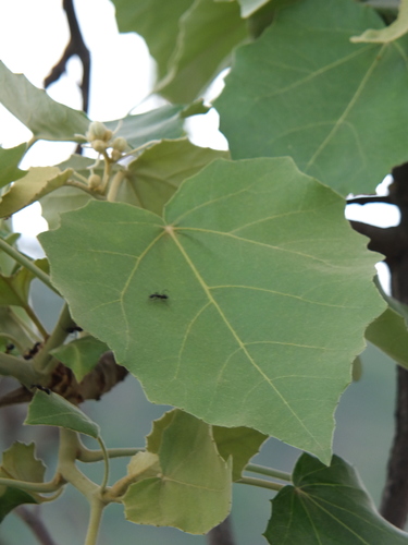 Givotia moluccana (White catamaran tree) — photo