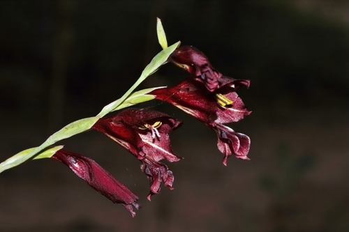Gladiolus atropurpureus (Dingy gladiolus) — photo