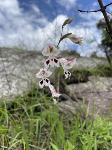 Gladiolus atropurpureus (Dingy gladiolus) — photo