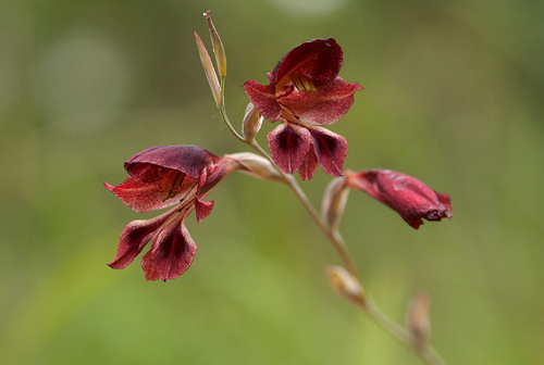 Gladiolus atropurpureus