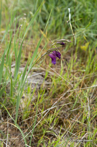 Gladiolus atroviolaceus — photo