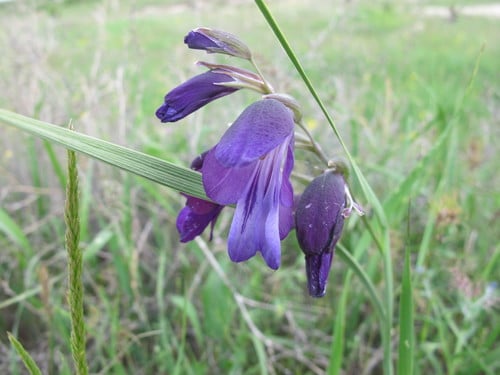 Gladiolus atroviolaceus