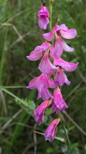 Gladiolus communis (Byzantine gladiolus) — photo