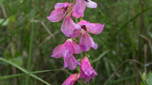 Gladiolus communis (Byzantine gladiolus) — photo