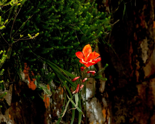Gladiolus cruentus — photo