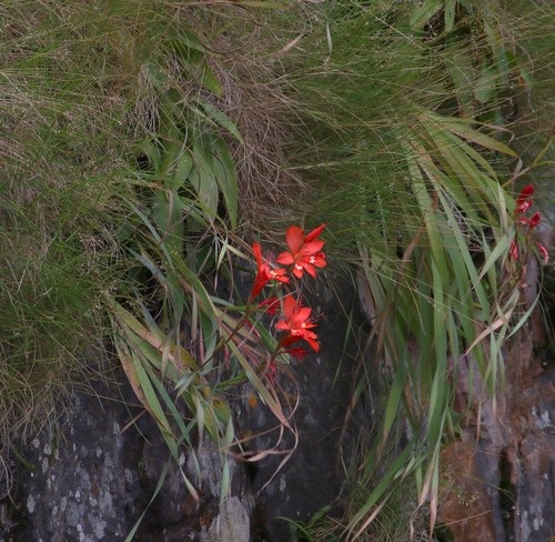 Gladiolus cruentus