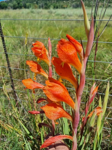 Gladiolus dalenii (Parrot-beak gladiolus) — photo