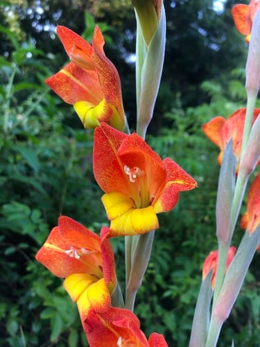 Gladiolus dalenii