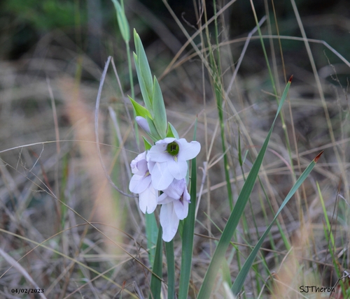 Gladiolus ecklonii (Sheathed gladiolus) — photo