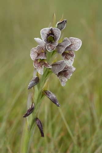 Gladiolus ecklonii