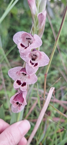 Gladiolus gregarius — photo