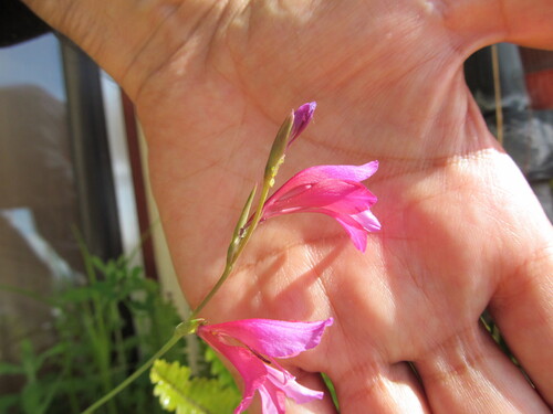 Gladiolus illyricus — photo