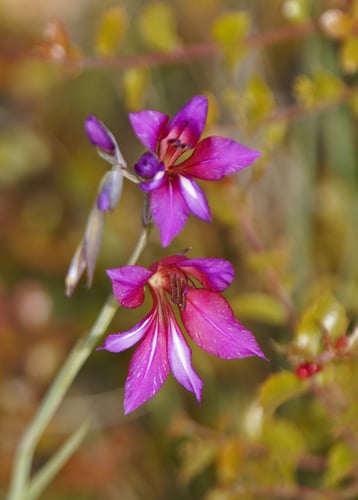 Gladiolus illyricus