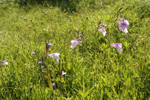 Gladiolus kotschyanus — photo