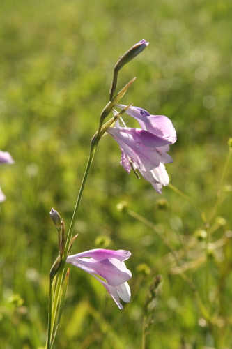 Gladiolus kotschyanus — photo