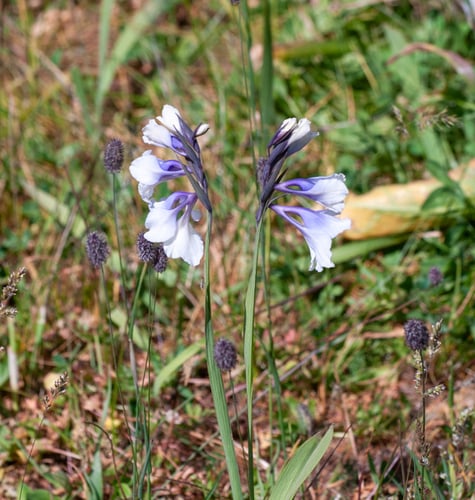 Gladiolus kotschyanus