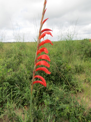 Gladiolus magnificus