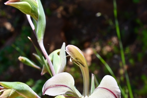 Gladiolus orchidiflorus — photo