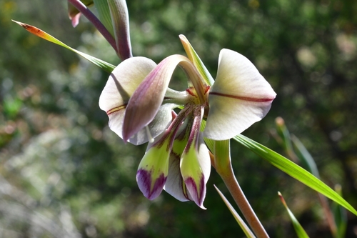 Gladiolus orchidiflorus — photo