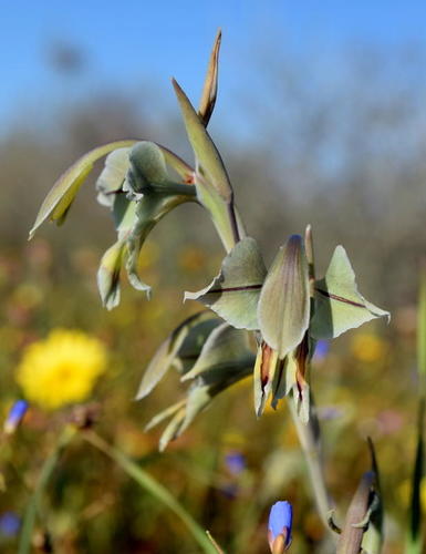 Gladiolus orchidiflorus