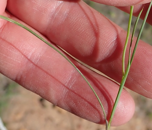Gladiolus permeabilis subsp. edulis (Edible gladiolus) — photo