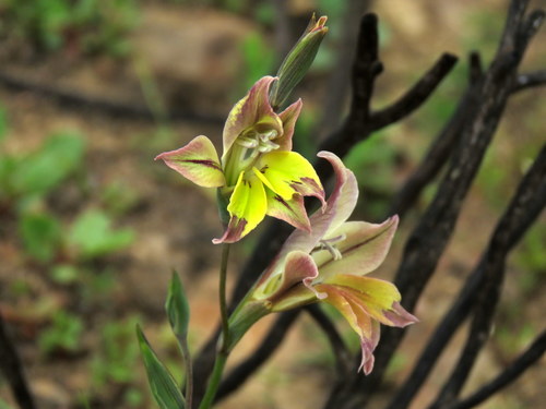 Gladiolus permeabilis subsp. edulis (Edible gladiolus) — photo