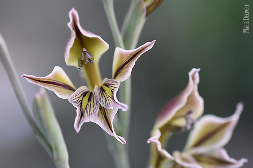 Gladiolus permeabilis subsp. edulis