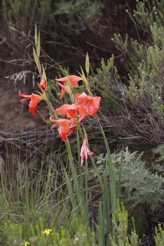 Gladiolus saundersii — photo