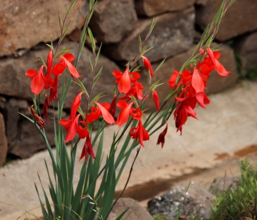 Gladiolus saundersii — photo
