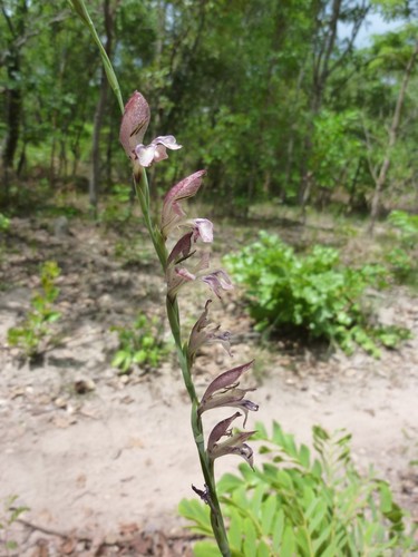 Gladiolus unguiculatus (Sword lily) — photo