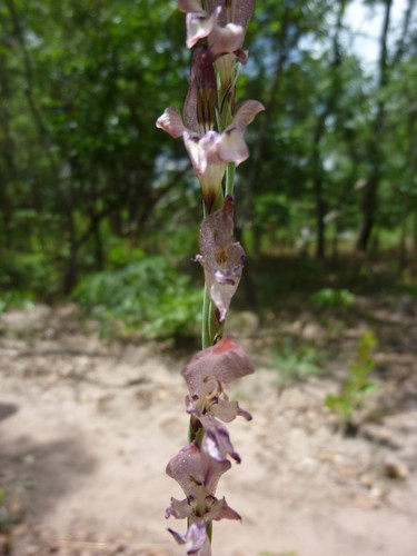 Gladiolus unguiculatus (Sword lily) — photo