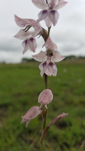 Gladiolus unguiculatus