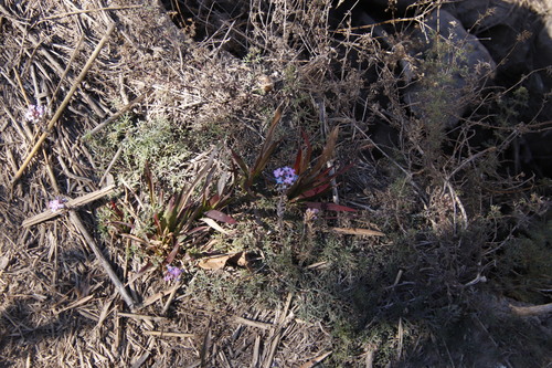 Glandularia aristigera — photo