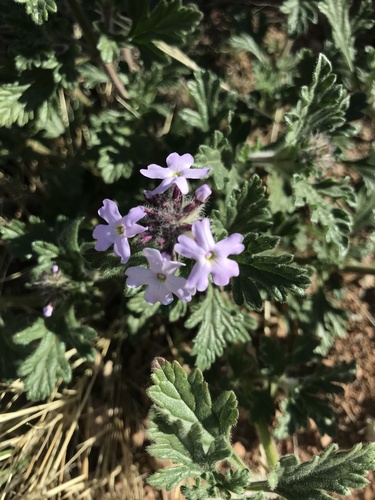 Glandularia gooddingii — photo