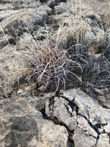 Glandulicactus uncinatus subsp. uncinatus — photo