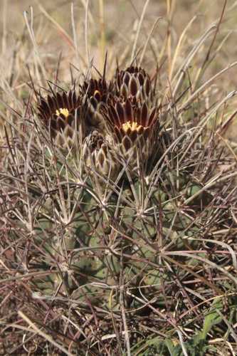 Glandulicactus uncinatus subsp. uncinatus — photo
