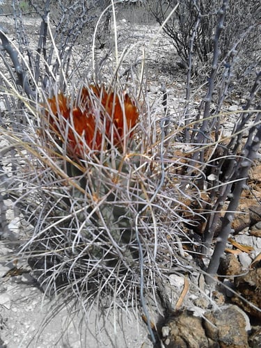 Glandulicactus uncinatus subsp. uncinatus