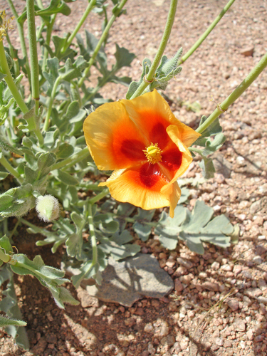 Glaucium arabicum — photo